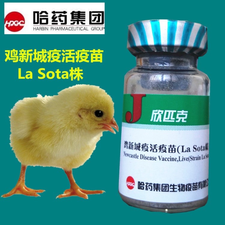 哈藥欣匹克 雞新城疫活 La Sota株 四系 雞 雞新城疫