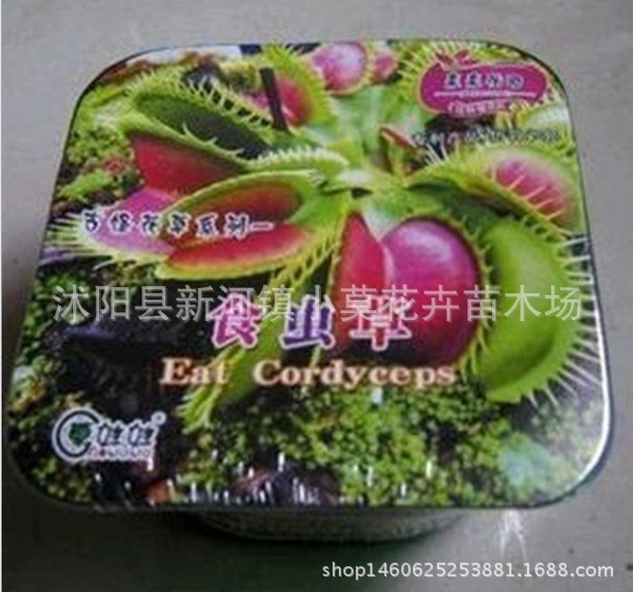 捕蠅草食蟲草盆栽【捕蠅草種子】食人花種子 捕蚊子 捕蒼蠅