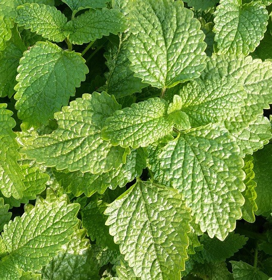 新鮮檸檬香蜂草鮮葉 2018新鮮薄荷香草葉 香草生態種植5公斤批