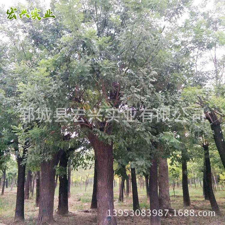 廠家直銷土球老國槐 綠化苗木批發(fā)土球老國槐 歡迎選購 物美價廉