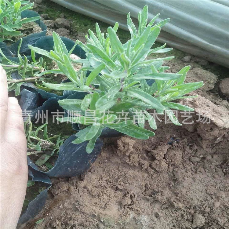薰衣草 青州廠家 大量批發供應 薰衣草 價格低廉