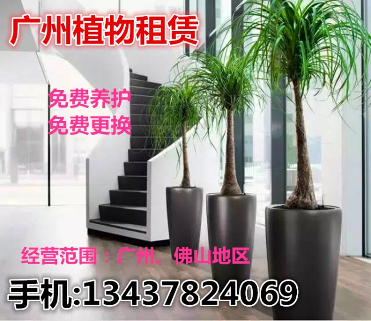 廣州 佛山植物租賃租擺辦公室工廠綠化綠植盆栽定期養(yǎng)護(hù)