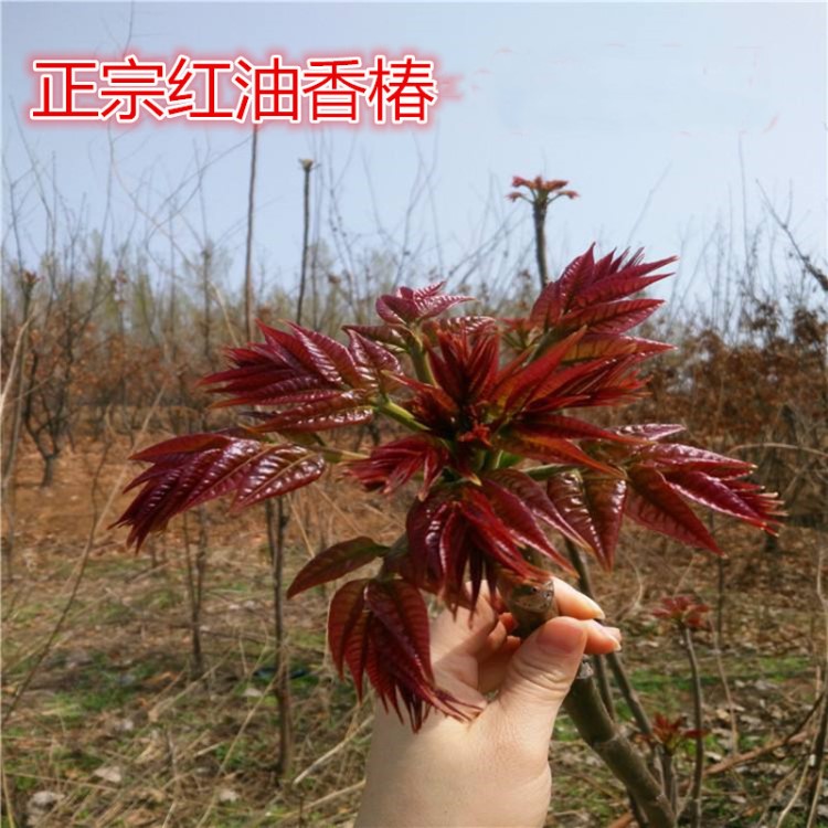 香椿苗紅油香椿樹苗果樹苗盆栽南北方紅頭芽苗菜蔬菜果樹苗