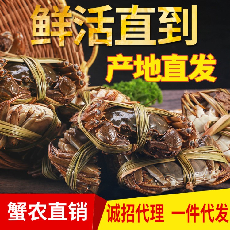 蟹農(nóng)現(xiàn)貨直發(fā)陽澄湖大閘蟹中秋節(jié)日禮物禮品鮮活大閘蟹可一件代發(fā)