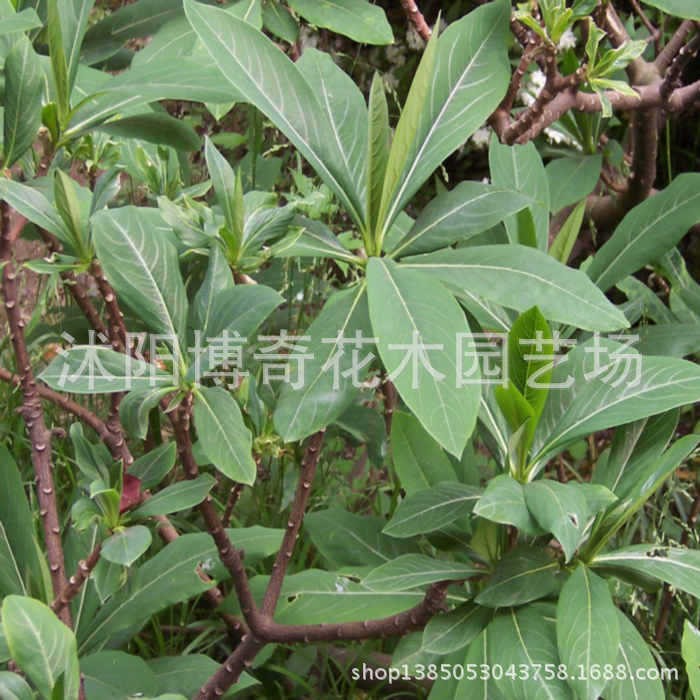 供應(yīng) 園林庭院苗木 結(jié)香花 別名 打結(jié)花 打結(jié)樹 黃瑞香當(dāng)年開花