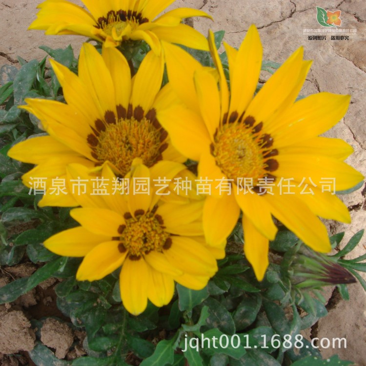 花卉種子 勛章花種子 勛章菊 非洲光陽(yáng)菊種子  盆栽種子 廠家批發(fā)