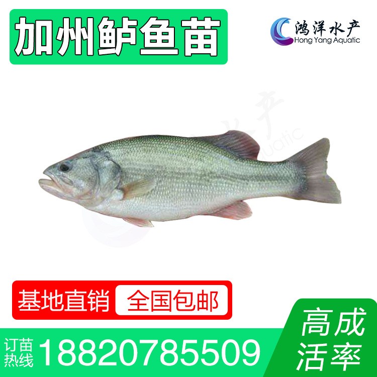 35厘米鱸魚苗 加州鱸魚苗 優(yōu)鱸1號水花 淡水養(yǎng)殖活體魚苗批