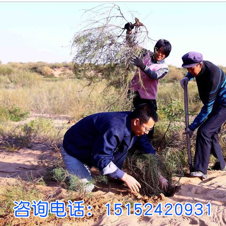 牧草種子 沙蒿種子 荒漠蒿 青沙蒿 黑沙蒿種子 油蒿 白沙蒿種子