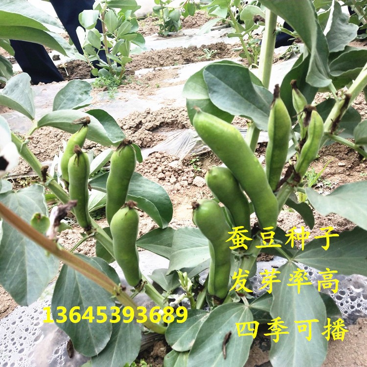 蚕豆苗种子已催芽蚕豆发芽带土发出半成品阳台室内蔬菜苗蚕豆盆栽