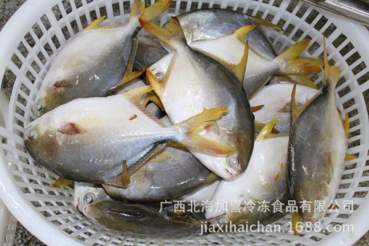 廠家批發(fā)供應(yīng) 北海冷凍金鯧魚(yú) 冷凍粗加工海鮮 水產(chǎn)品 單凍金鯧魚(yú)