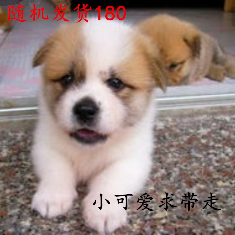 串狗活體小狗中華田園犬家養(yǎng)幼犬串串土狗狗狗活體寵物狗拉拉混血