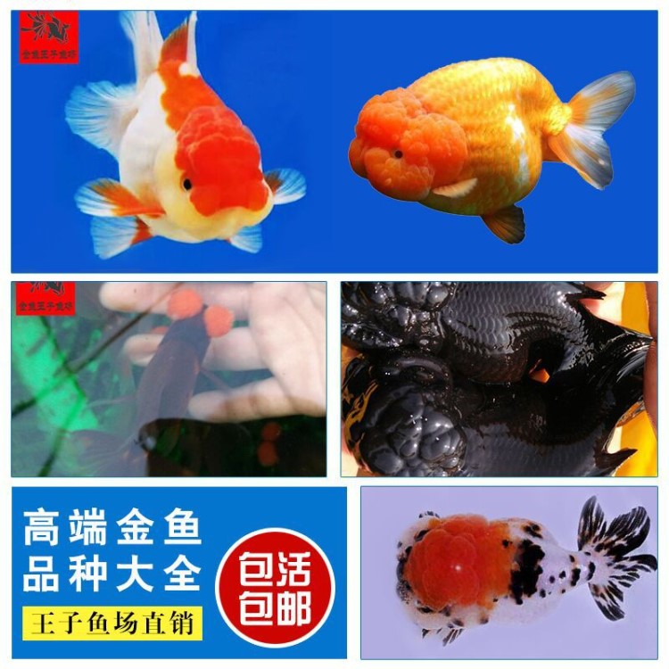 金魚活體精品壽魚碟尾貓師百褶皇冠珍珠魚獅子包活送魚食魚藥包郵