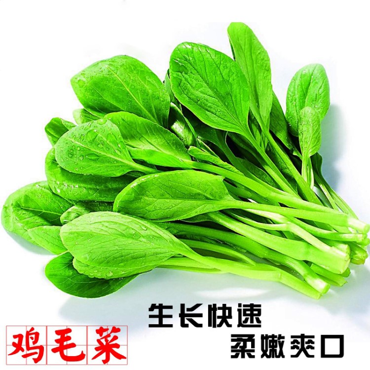 蔬菜種子網(wǎng) 雞毛菜種子 四季可播 小白菜 20天可收獲 200粒