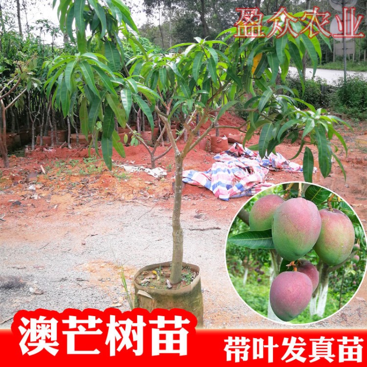 果樹苗 澳芒芒果苗 澳洲芒果苗 非紅貴妃芒果苗蘋果芒 地栽盆栽