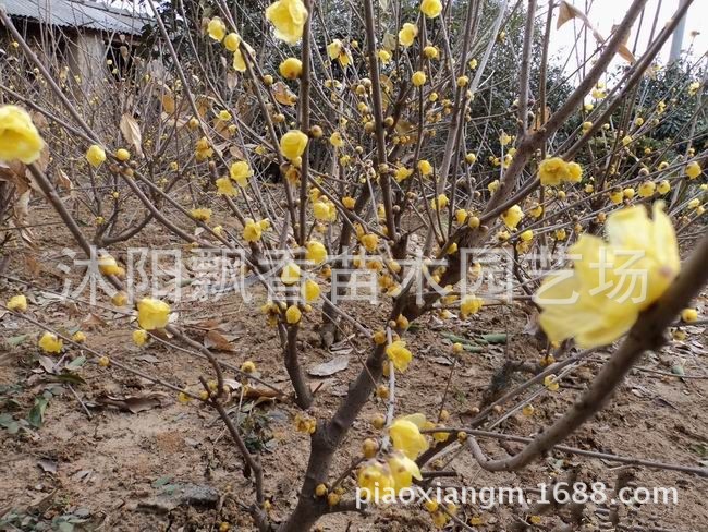 臘梅 嫁接臘梅花 蠟梅樹 臘梅小苗 園林小區(qū)綠化苗木批發(fā)