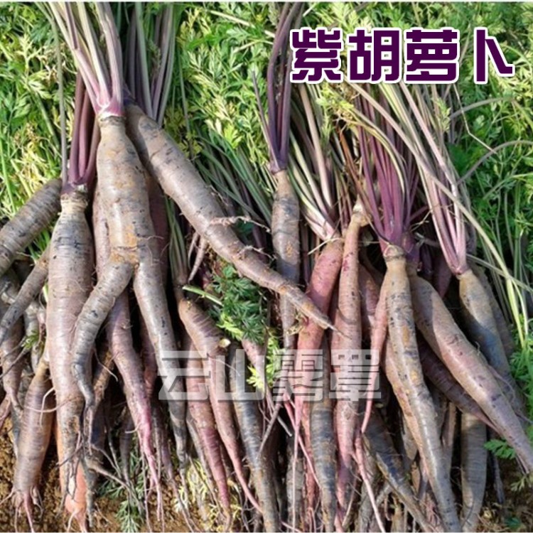 新鮮胡蘿卜農家紫色胡蘿卜帶泥寶寶胡蘿卜1斤裝蔬菜包郵