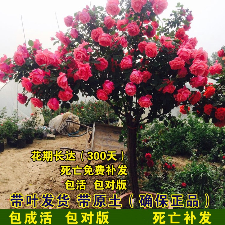 庭院盆栽地栽绿植花卉高杆树形树桩大花双色树状月季花苗玫瑰树苗