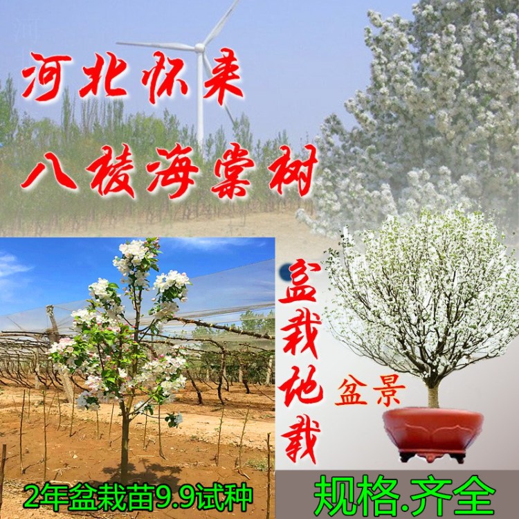 八棱海棠樹(shù)果樹(shù)苗可吃地載庭院別墅美化種植風(fēng)景樹(shù)觀賞樹(shù)盆栽果樹(shù)