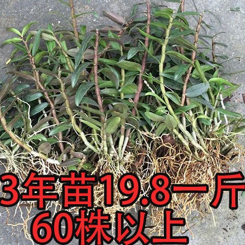 3年苗16一斤浙江雁蕩山鐵皮石斛石斛苗盆栽盆景新鮮石斛叢苗種苗