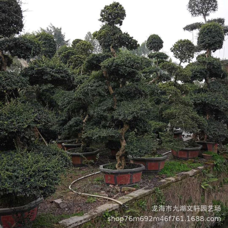 福建茶 盆景 基地直銷 造型榆樹 小葉榕 九里香 羅漢松 樹樁景