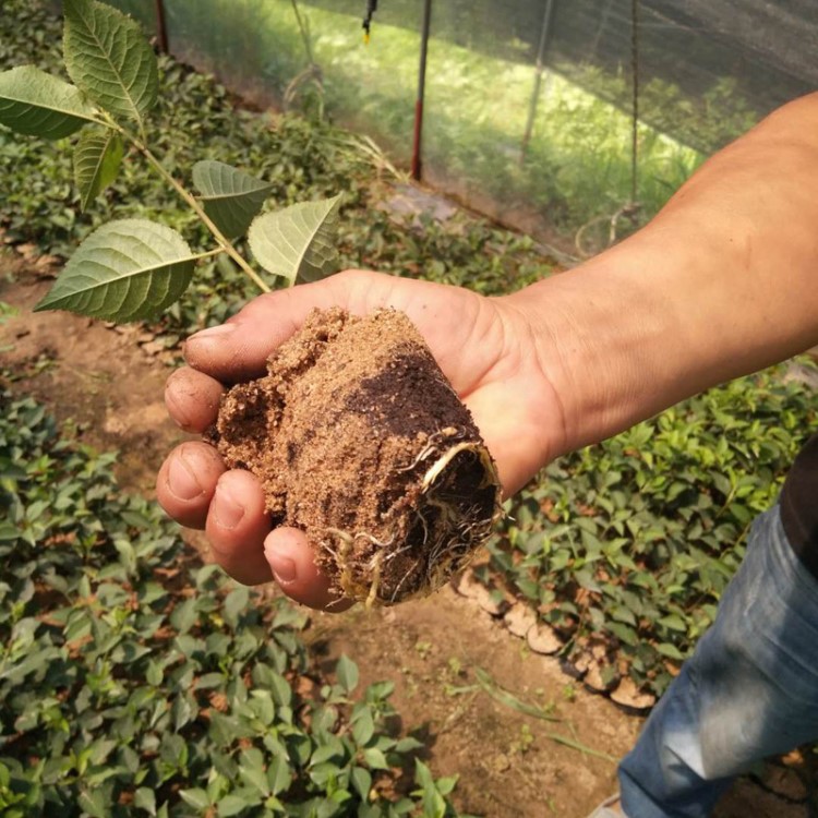 夏季成活率高的吉塞拉砧木 扦插培育小苗吉塞拉砧木6號(hào)營(yíng)養(yǎng)杯發(fā)貨