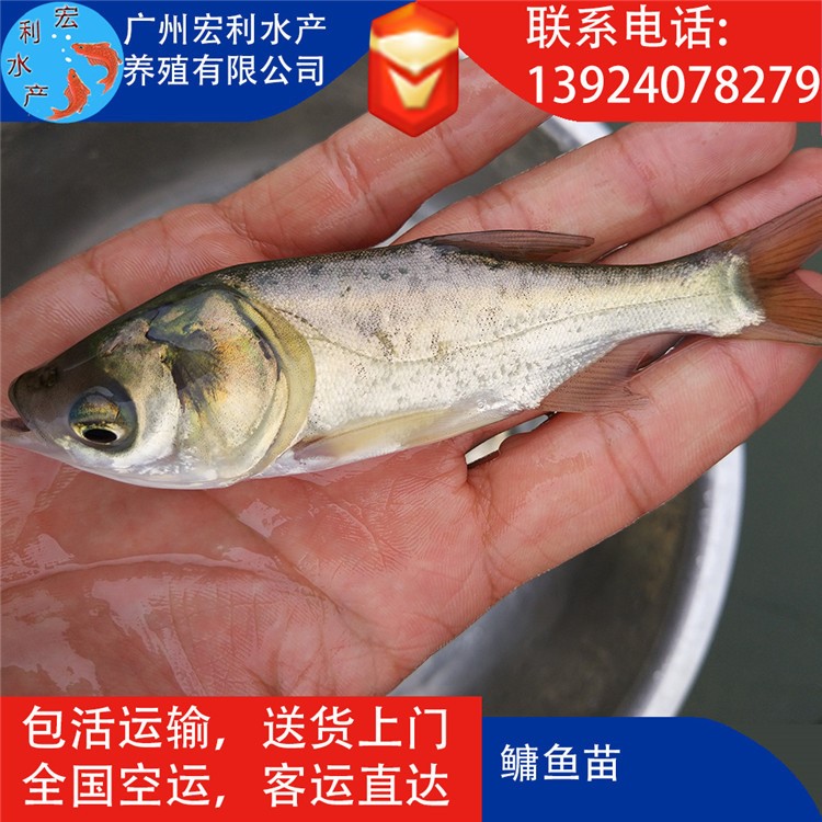 【漁場種苗】鳙魚苗 大頭魚苗 縮骨大頭魚苗 縮骨鳙魚苗 金大頭魚