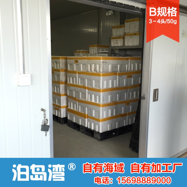 工廠直銷 大連泊島灣淡干海參60-80頭/500g批發(fā)