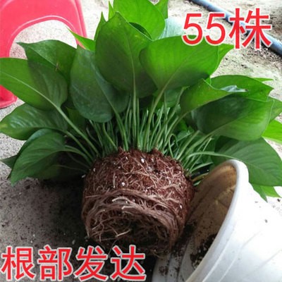 基地直銷綠蘿吊蘭盆栽植物3A級180#室內(nèi)凈化空氣綠蘿整箱批發(fā)