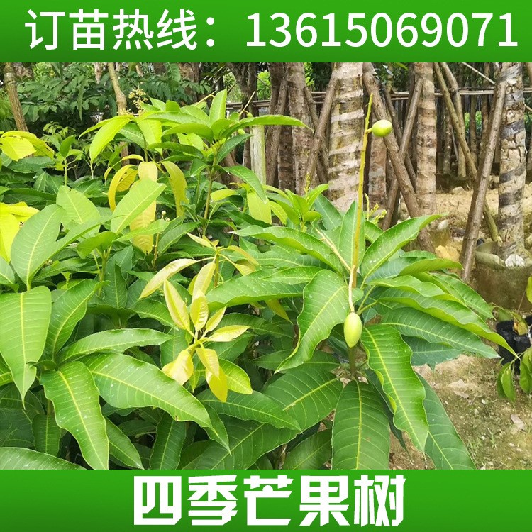 四季芒果樹苗 芒果嫁接果樹苗種苗產量高反季節結果性強 芒果樹苗