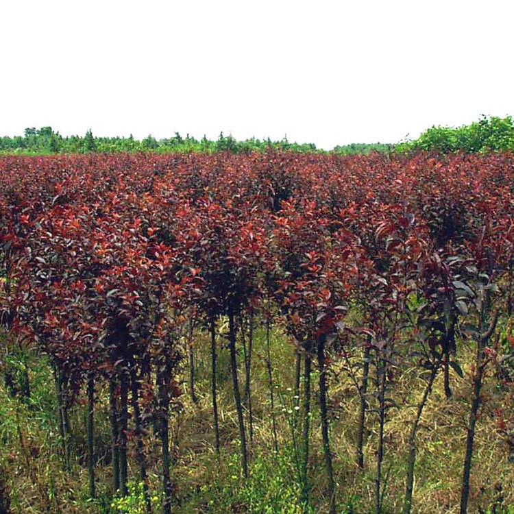 園林景觀綠化苗木紅葉李 湖南苗圃直供 紅葉李小苗批發(fā) 現(xiàn)貨供應(yīng)