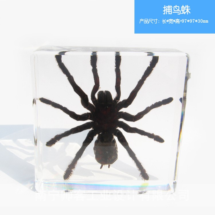 蜘蛛標(biāo)本昆蟲琥珀 鍬甲蟲 創(chuàng)意禮品 樹脂工藝品水晶包埋琥珀書鎮(zhèn)
