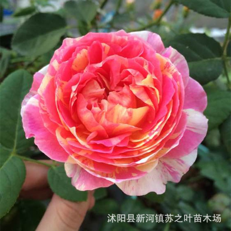 月季花苗批發(fā)法國(guó)莫奈歐月爬藤月季花盆景盆栽花卉扦插藤本當(dāng)年開