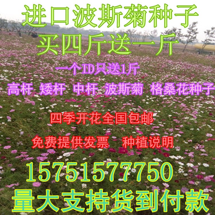 四季开花大波斯菊 格桑花 盆栽庭院香草花草阳台花