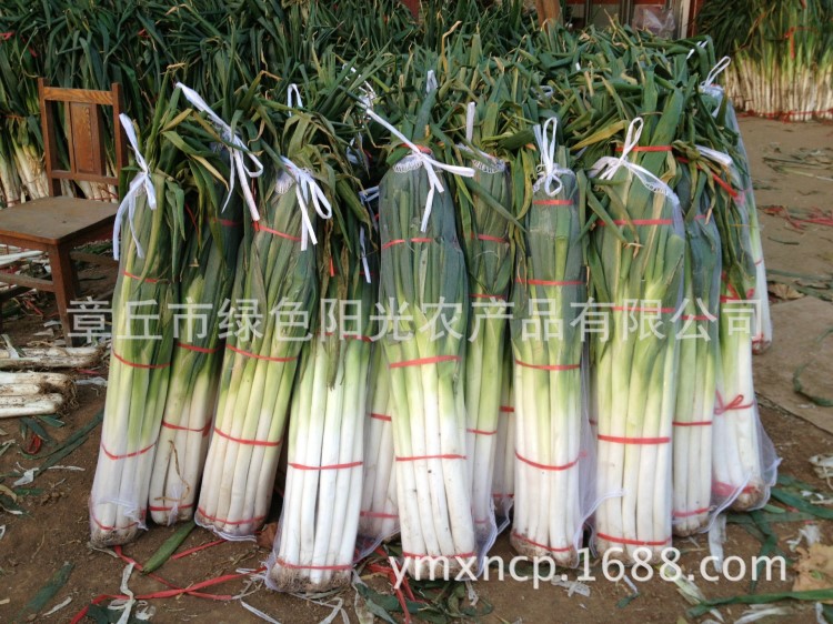 《捆裝網(wǎng)》 章丘大蔥 批發(fā)  綠色陽光 批發(fā)采購 無公害