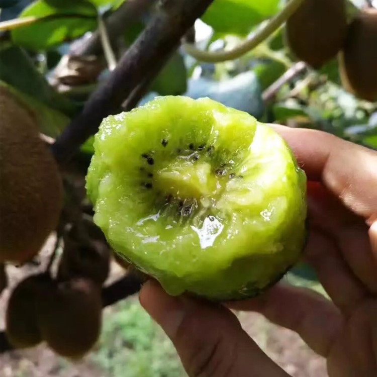 【當(dāng)季鮮貨】西峽華美綠心獼猴桃新鮮上市，農(nóng)家種植，不打膨大劑