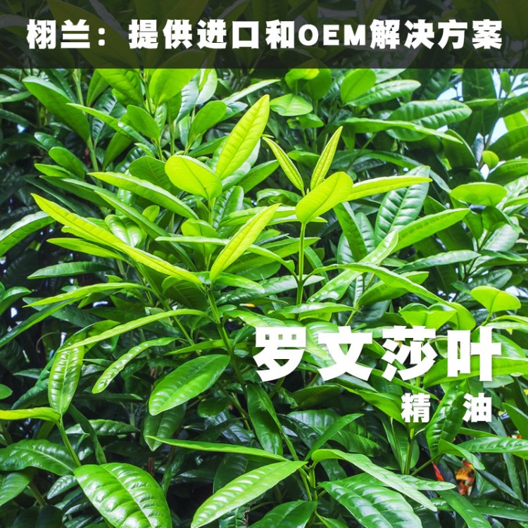 新到货 罗文莎叶精油 Cinnamomum Camphora 单方 马达加斯加