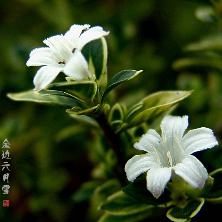 藝松批發(fā)綠化花苗 金邊六月雪小苗 園林綠化六月雪苗貨足價優(yōu)