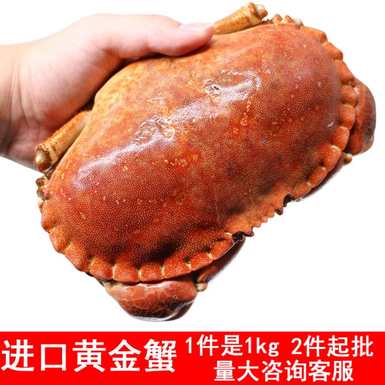 英國面包蟹鮮活熟凍海鮮螃蟹即食公蟹黃金蟹