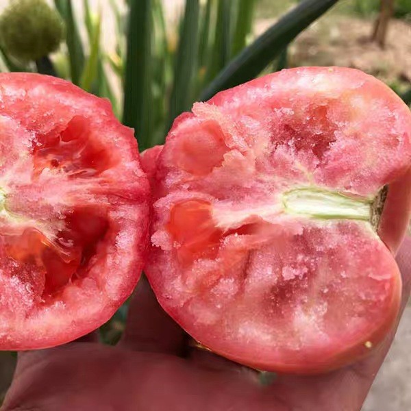 甘肅沙漠普羅旺斯西紅柿水果大番茄 沙瓤農家生吃新鮮蔬菜自然熟