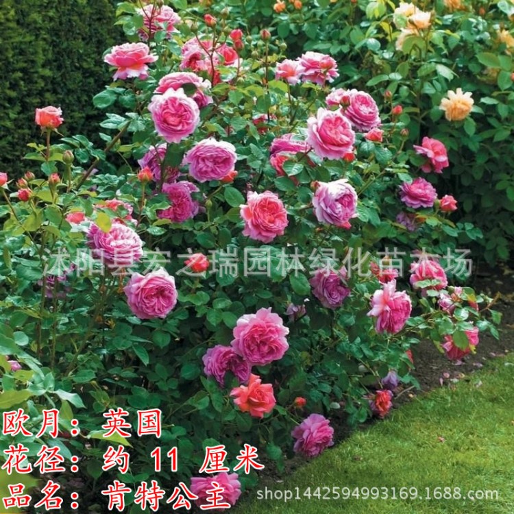 肯特公主歐洲藤本月季花苗四季花卉盆栽爬藤薔薇大花月季室內庭院