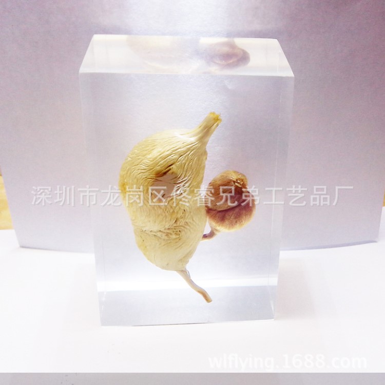 亞克力內(nèi)嵌樹根工藝品、內(nèi)埋植物標(biāo)本、水晶膠禮品定制加工