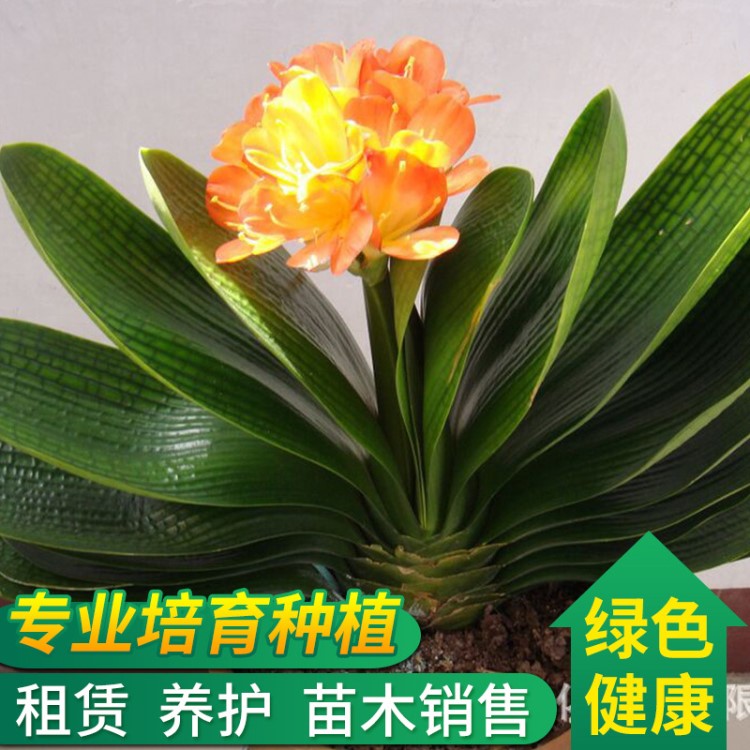 上海租賃 租擺 辦公室綠植花卉 精品君子蘭盆栽辦公室綠植花卉