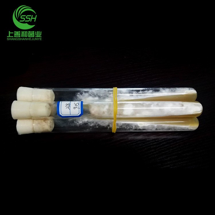 貴州六盤水廠家直銷蘑菇種子香菇母種一級種808、238、0931批發(fā)