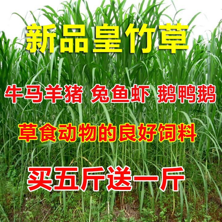 新型皇竹草種子多年生牧草種子草四季常青雞鴨鵝豬牛羊魚草籽