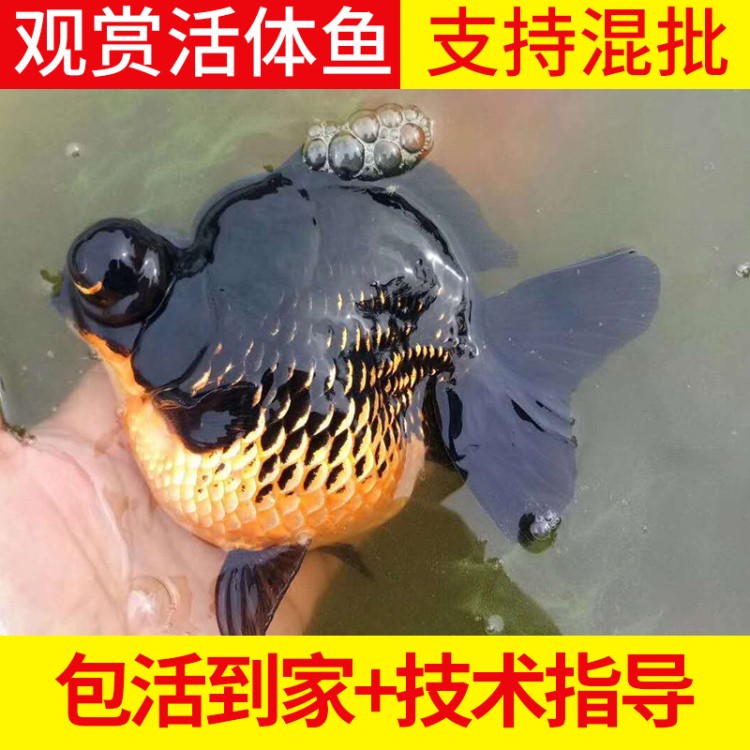 觀賞活體魚 紅白蘭壽冷水魚 漁場供應(yīng)蝶尾蘭壽珍珠虎頭觀賞魚活體