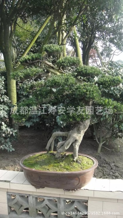 批發(fā)苗圃種植四川成都造型羅漢松樹，川派羅漢松盆景苗木基地直銷