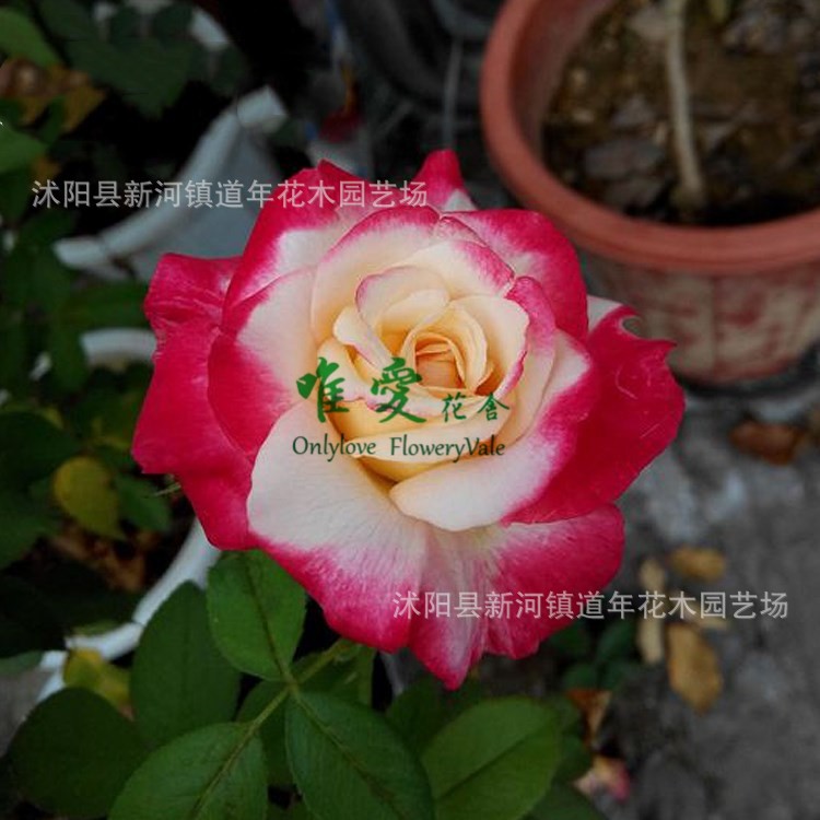 精品月季 大花月季 香水月季 紅雙喜 庭院盆栽花卉植物 濃香花卉