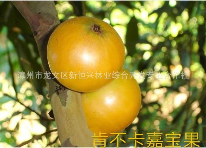 肯不卡樹葡萄