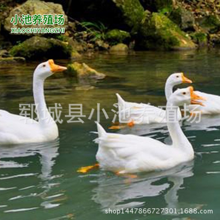 四季鵝 鵝苗價格 供應(yīng)四季鵝苗 揚州白鵝 朗德鵝 量大價格優(yōu)惠
