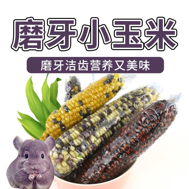 迷你小玉米 黃玉米棒有掉粒寵物兔子龍貓倉鼠豚鼠磨牙1個